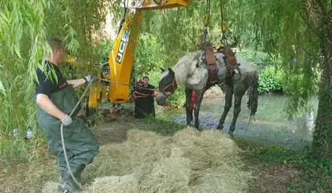 Un cheval, piégé dans une mare, sauvé par les pompiers en...