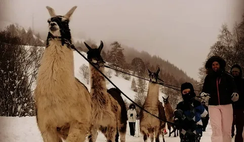 Tio, Tchupi, Nahual et Névé, les lamas de Gilles,  accompagnent des...