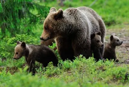 Ours : nouveau coup de griffe de Bruxelles à la France