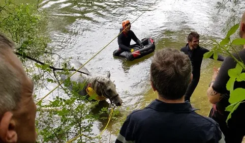 Près de Toulouse, un sauvetage épique... et hippique!