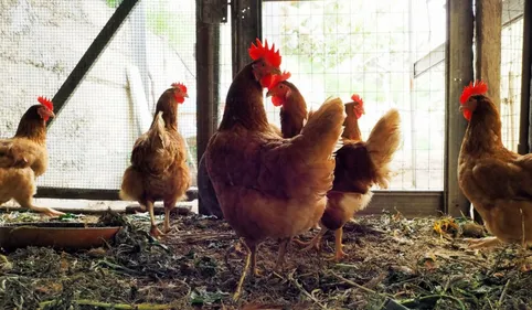 Grippe aviaire - un élevage de poules pondeuses abattu près d'Albi...