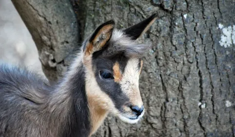 Glaciers menacés, faune et flore en danger : les Pyrénées en plein...