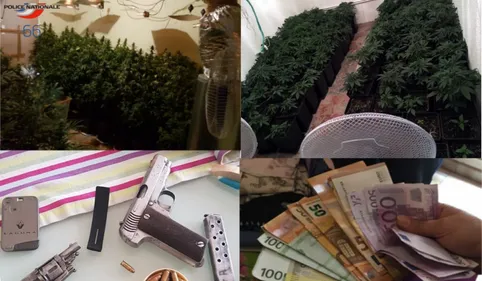 La police de Perpignan découvre près de 200 pieds de cannabis dans...