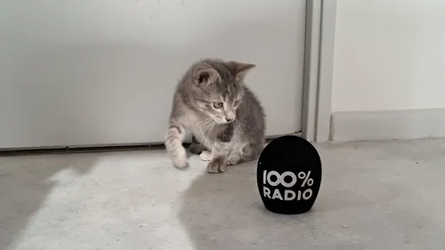 TARN: Alpha est la nouvelle recrue du commissariat de Mazamet