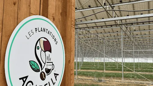 Pyrénées-Orientales : un thé primé au Japon