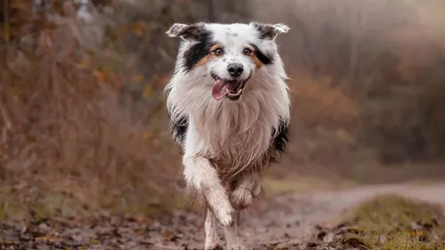 Occitanie : Voici le Top 3 des chiens préférés… Et leur coût