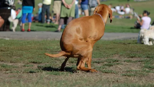 C'est officiel, l'ADN des chiens utilisé à Béziers