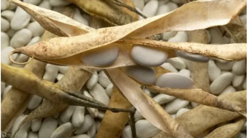 Haricot Tarbais : la légumineuse star du Sud-Ouest aux qualités...