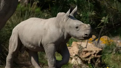 Aude : Iboko, le cinquième petit rhinocéros à voir le jour à la...