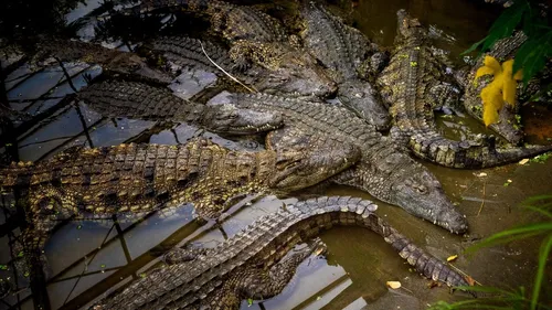 Halloween : Des vacances venimeuses à la Ferme aux Crocodiles !
