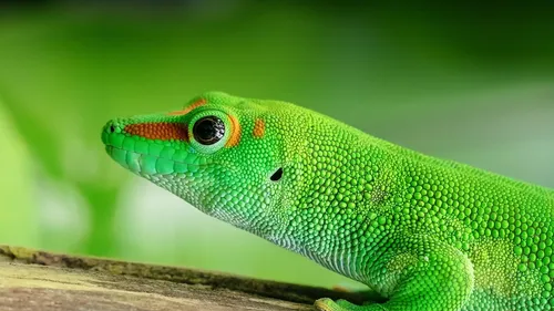 Nîmes : Les Reptiliades, le grand salon des reptiles, font leur retour