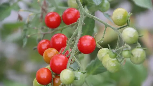 Tomates cerises : 30 centimes de plus pour soutenir les producteurs...