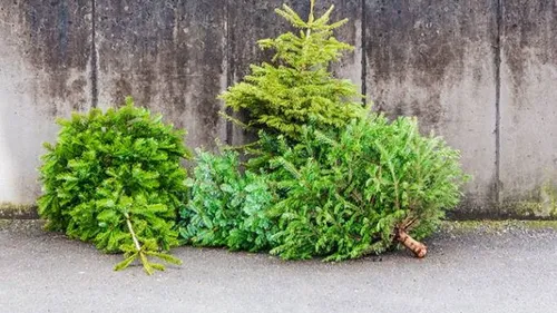 Votre sapin mérite une seconde vie : Carhaix s’en charge du 7 au 10...
