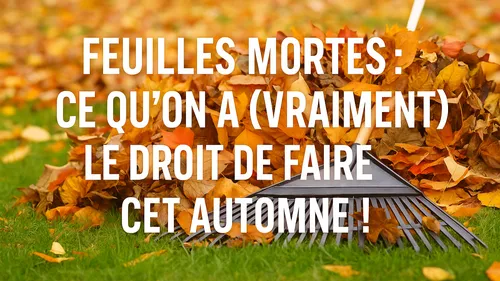 Feuilles mortes : ce qu’on a (vraiment) le droit de faire cet...
