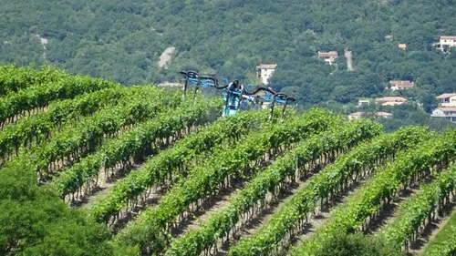 Pesticides : selon une étude, vivre près des vignes expose davantage
