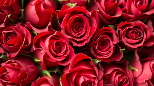 Saint-Valentin : la rose rouge très plébiscitée, mais elle n'est...