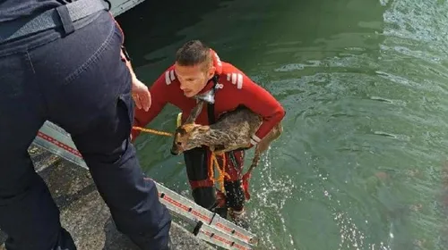 Un chevreuil sauvé des eaux
