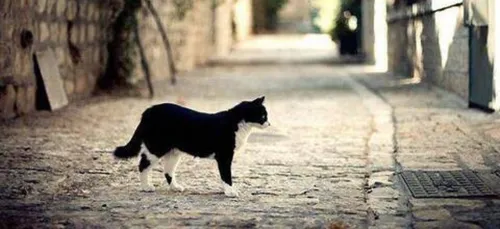 L'école du chat de l'Aube a besoin de vous