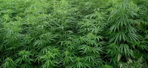 Maroc - Cannabis : c'est fait,  le projet de loi portant sur les...