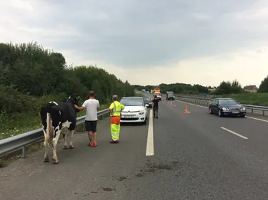 Une vache en divagation percutée sur la rocade de Vire !