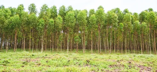 Mister arbre : quel arbre sera élu le plus beau d'Europe ?