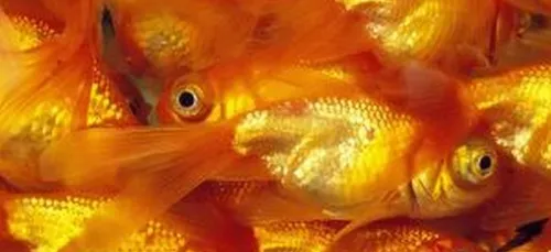 Japon : une mère force sa fille à manger 30 poissons rouges car...