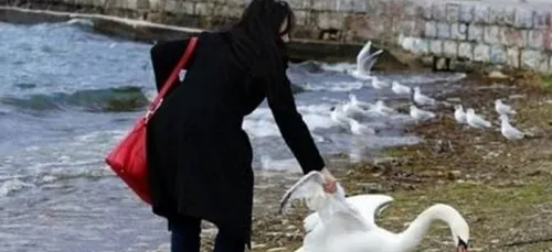 Une touriste tue un cygne pour un selfie (photos)