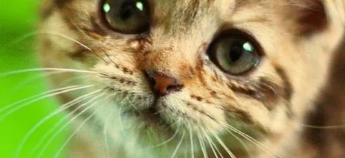 Ils jouent au foot avec un chat, il se fait euthanasier à cause de...