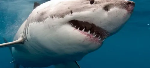 Qu'est ce qui est plus meurtrier qu'un requin ? (photos)