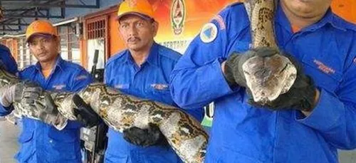 Insolite : Des ouvriers ont trouvé le plus grand serpent du monde...