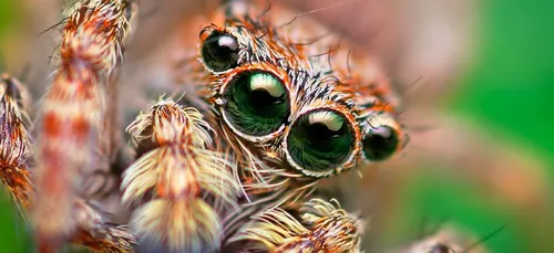 Oserez-vous jeter un coup d'oeil à cette terrifiante photo ?