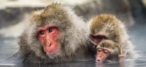 Pourquoi ce  Zoo Japonais tue t-il de nombreux singes ?