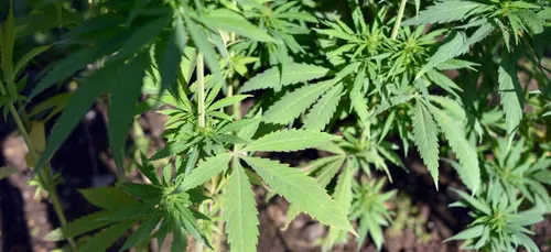 La production de cannabis thérapeutique bientôt légalisée en Grèce.