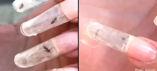 Un salon de beauté, épinglé pour des manucures à base de fourmis...
