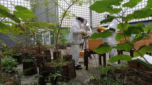 L'univers fascinant du miel de l'Institut du Monde Arabe (IMA) à...