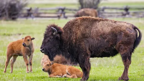 Échappée belle pour un touriste face à un bison sauvage à Yellowstone