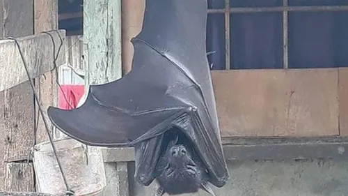 La vérité sur la photo effrayante d'une chauve-souris de la taille...