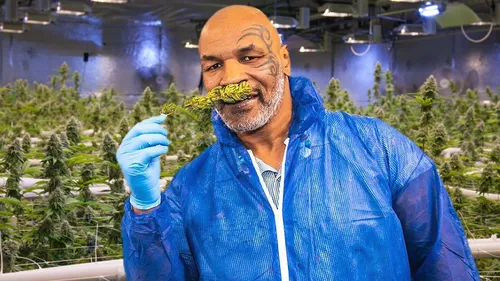 Mike Tyson ouvre son propre coffee shop de cannabis à Amsterdam !