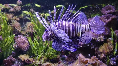 Nancy. Une soirée coquine au Muséum-Aquarium 