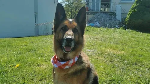 Bonne action en 2023 : aidez Rita à retrouver un foyer