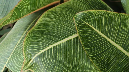 Metz : une vente de plantes à des tarifs privilégiés