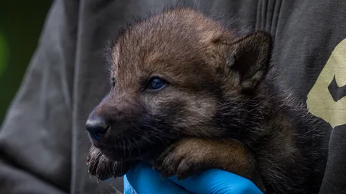 Carnet rose : une portée de sept louveteaux au parc animalier de...