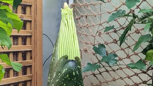 Evènement : Tintin est en train de s’ouvrir au jardin botanique...