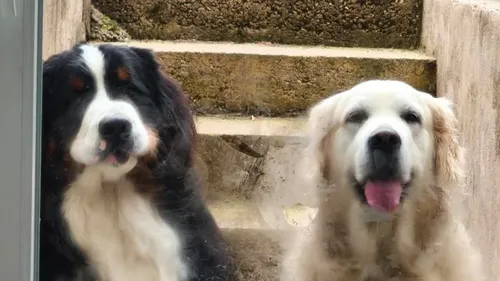 La ville de Metz lance son guide du Toutourisme