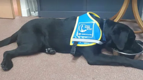 Lorraine : Ce dimanche, c’est la fête des chiens guides