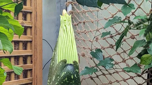 Insolite : un phallus de titan va (de nouveau) fleurir à Nancy