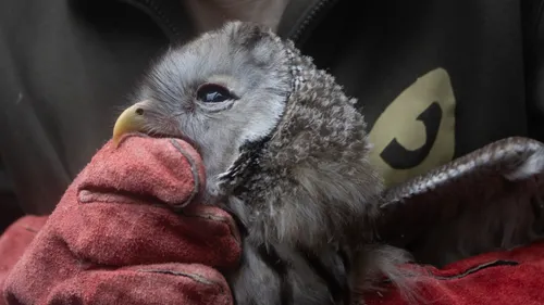 Nées à Sainte-Croix : des chouettes de l’Oural retrouvent leur...