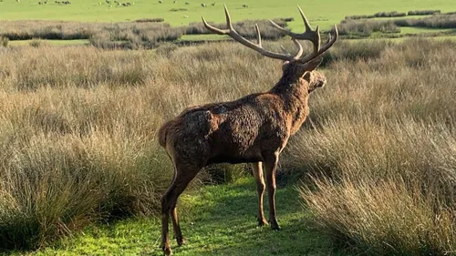  Parc Animalier de Sainte-Croix : un nouveau pensionnaire vient...