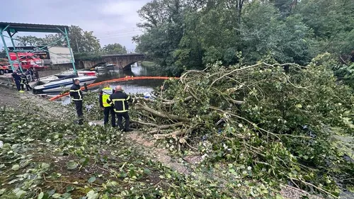 De nombreux secours mobilisés après la chute d'un arbre à...