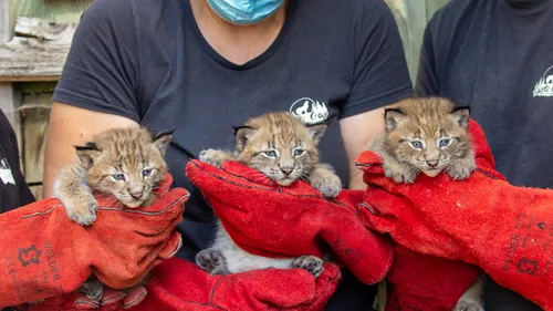 Naissance de trois lynx au parc animalier de Sainte-Croix
